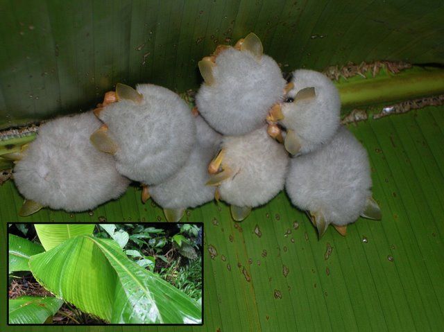 Гондурасские летучие мышки