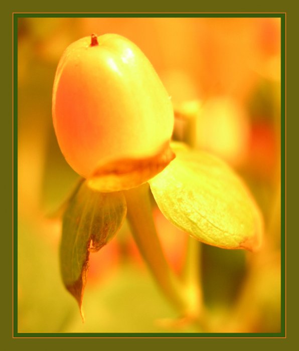 Ягодная подборка