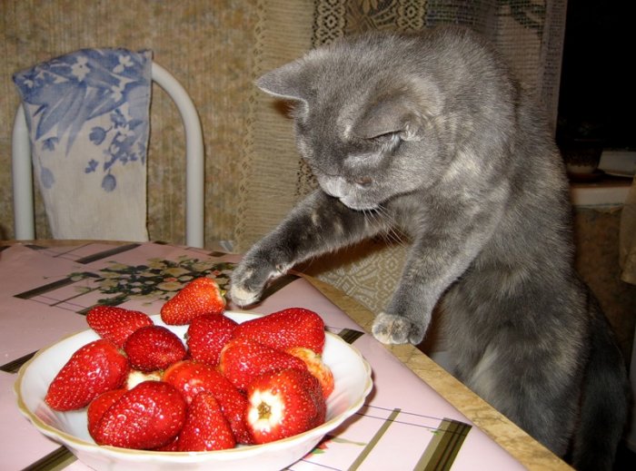 Ягодная подборка