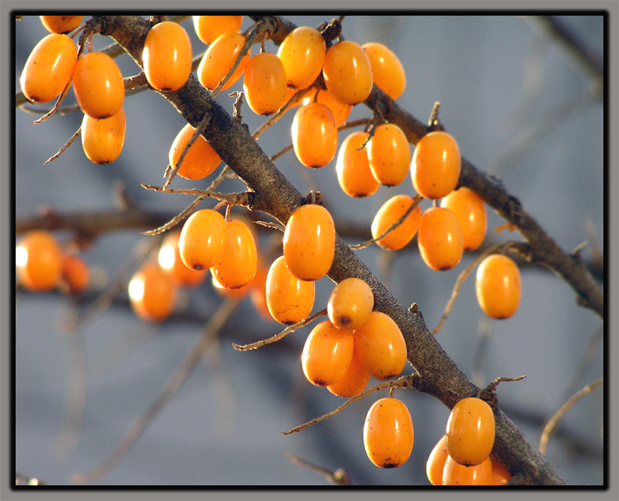 Ягодная подборка