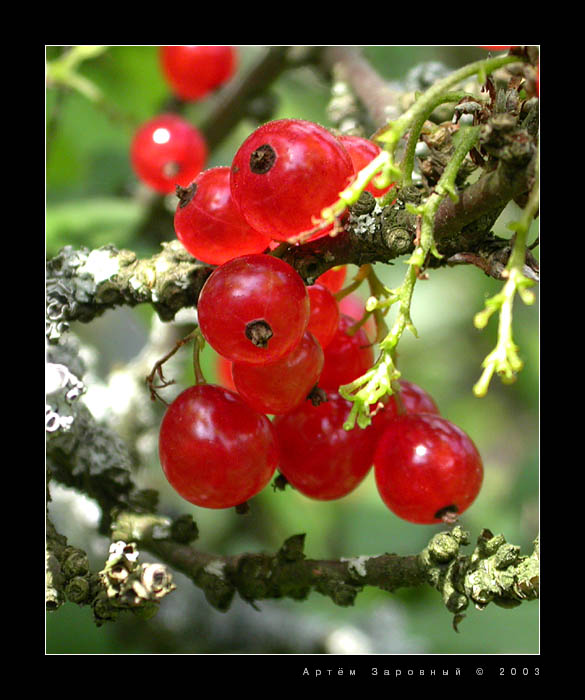 Ягодная подборка