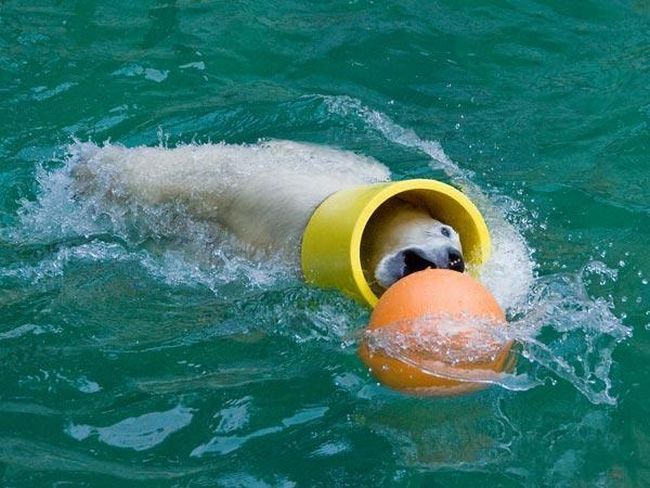 Прикольный медведь...