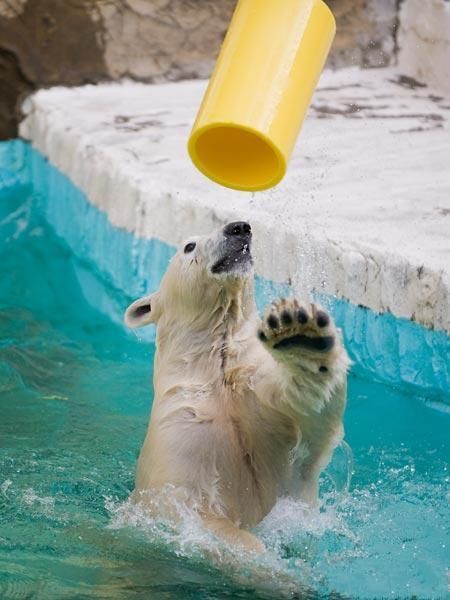 Прикольный медведь...