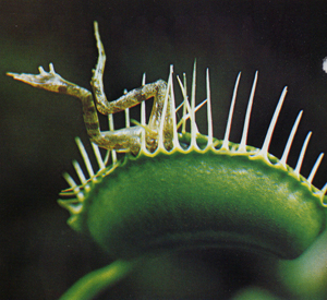 Хищные растения