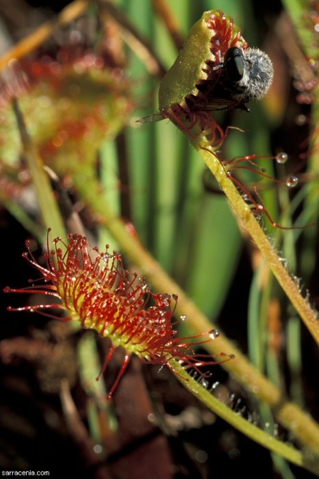 Хищные растения