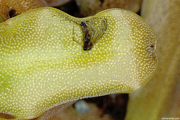 Хищные растения