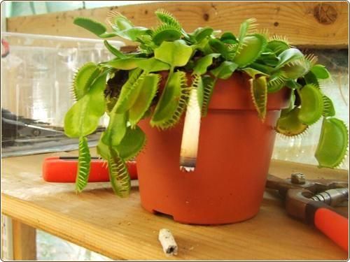 Хищные растения