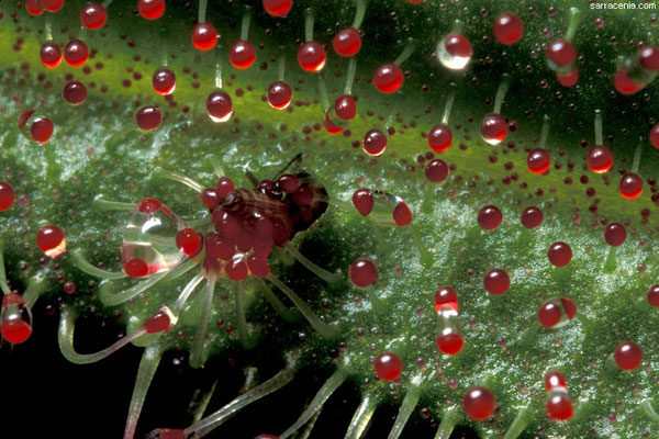 Хищные растения