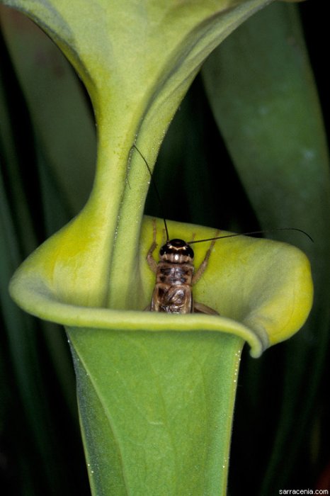 Хищные растения