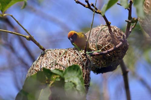 Птица-ткач и ее гнездо