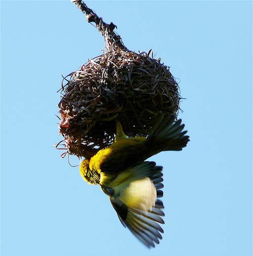 Птица-ткач и ее гнездо