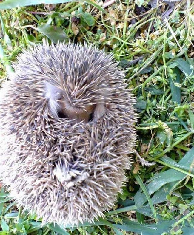 Ушастый ежик)