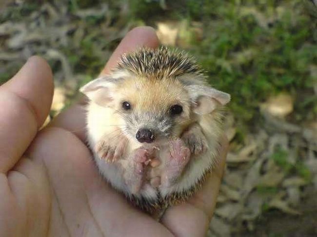 Ушастый ежик)