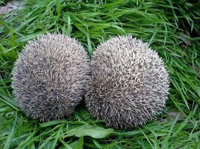 Ушастый ежик)