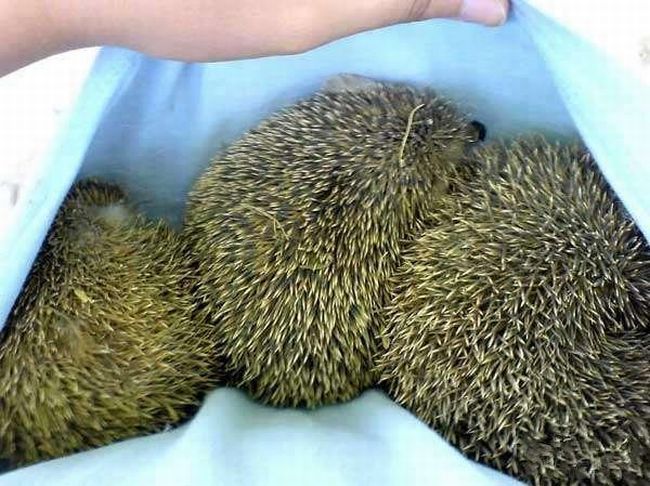 Ушастый ежик)