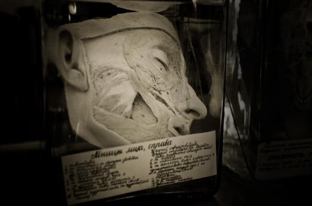 Рязанский музей анатомии (15 фото)