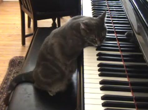 Кошка - пианистка