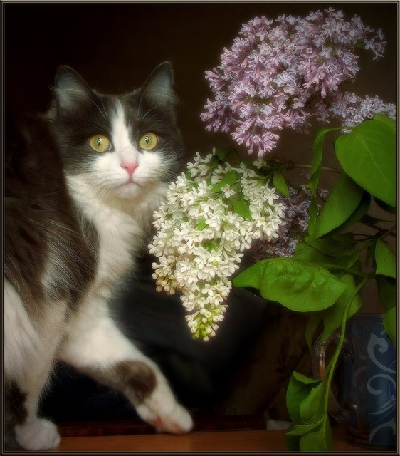 Прикольные картинки (45 штук)