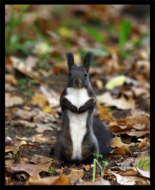 Прикольные картинки (45 штук)