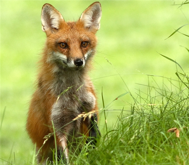 Прикольные картинки (45 штук)