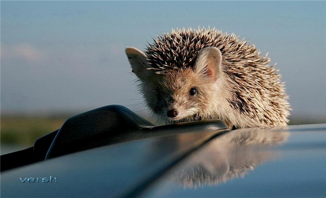 Прикольные картинки (45 штук)