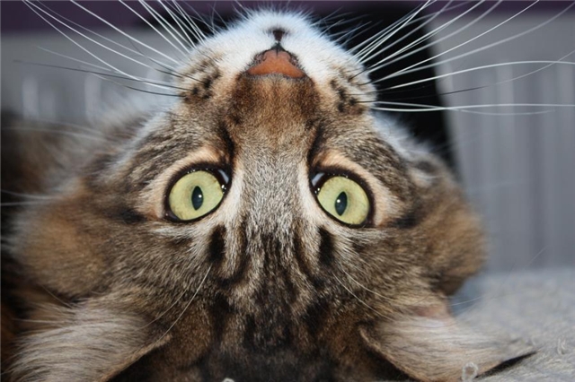 Прикольные картинки (45 штук)