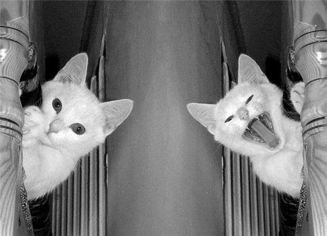 Прикольные картинки (45 штук)