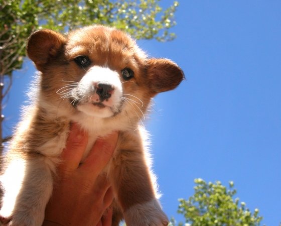 Прикольные картинки (45 штук)