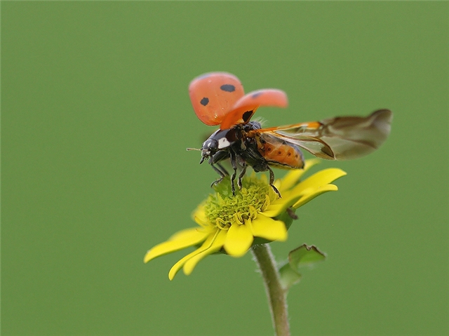Прикольные картинки (45 штук)