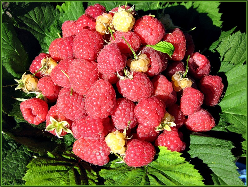 Малиновая подборка