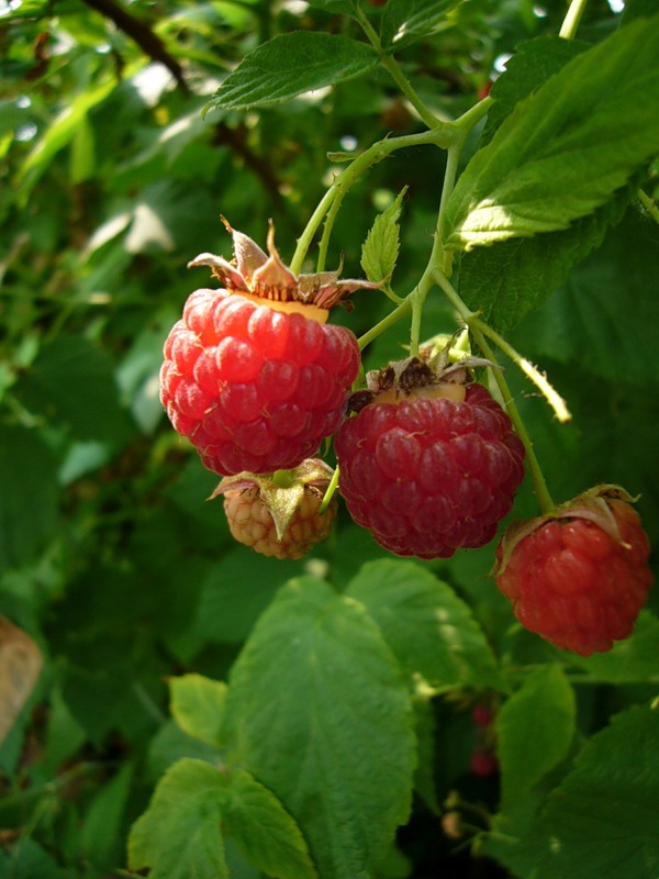 Малиновая подборка