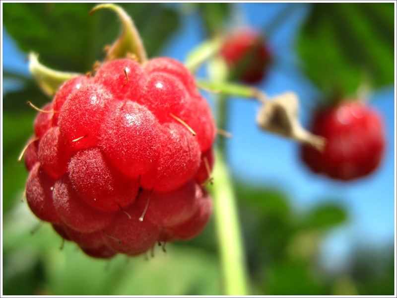 Малиновая подборка