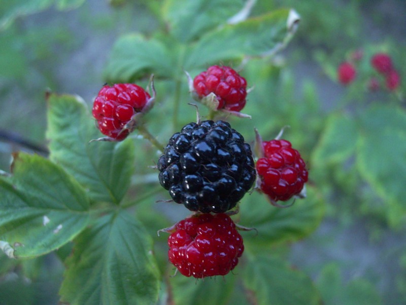 Малиновая подборка