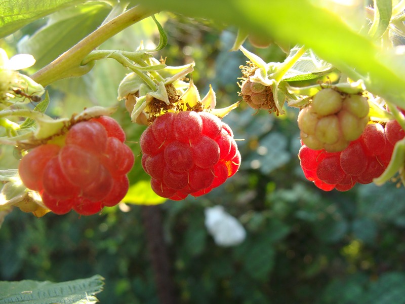 Малиновая подборка