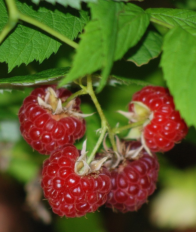 Малиновая подборка