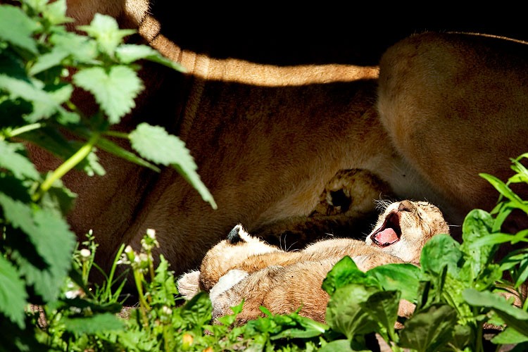 Зевающие звери