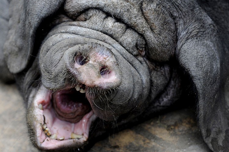 Зевающие звери