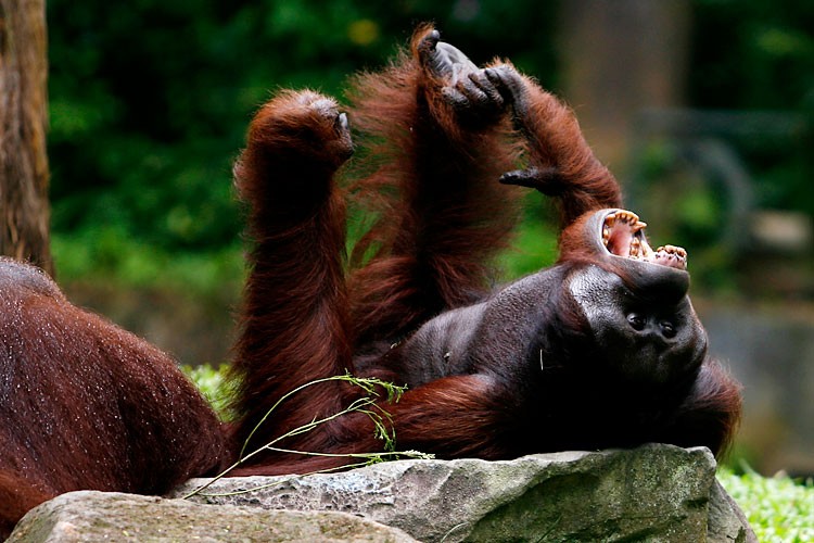 Зевающие звери