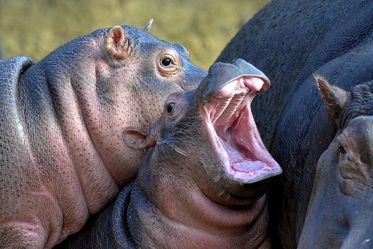 Зевающие звери