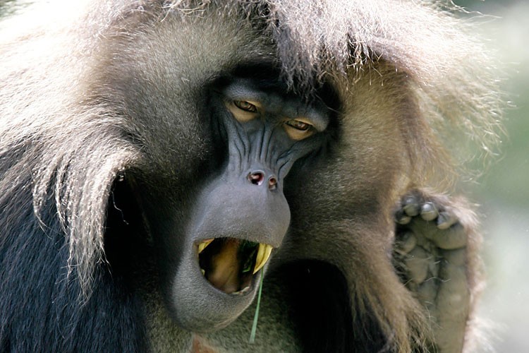 Зевающие звери