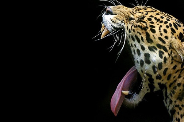 Зевающие звери