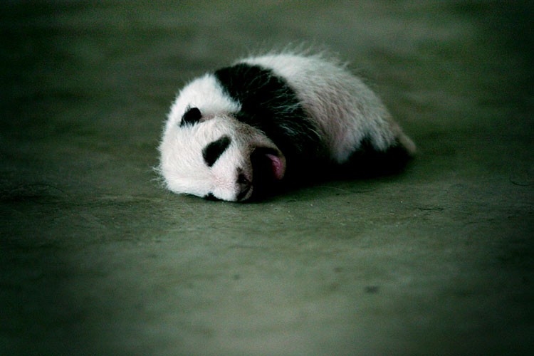 Зевающие звери