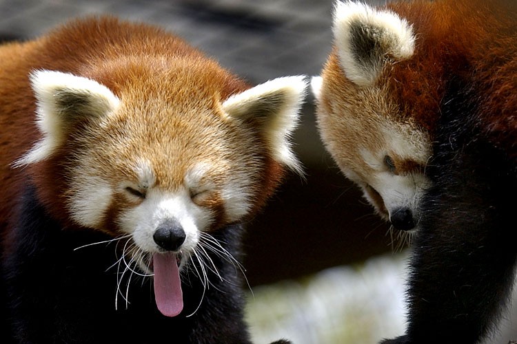 Зевающие звери