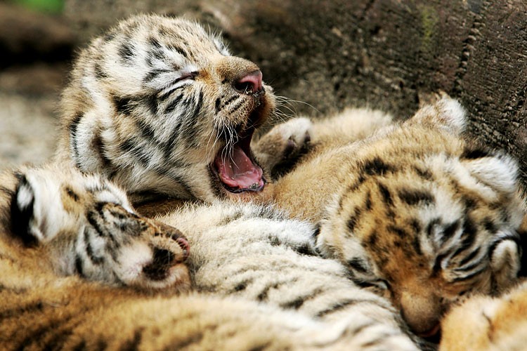 Зевающие звери