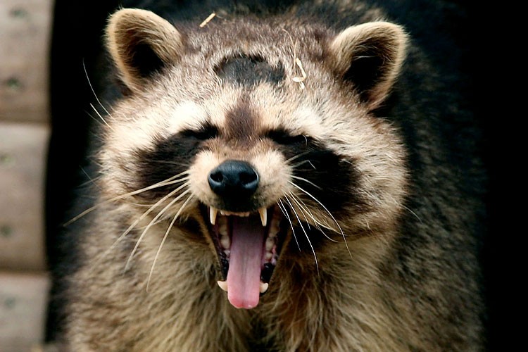 Зевающие звери