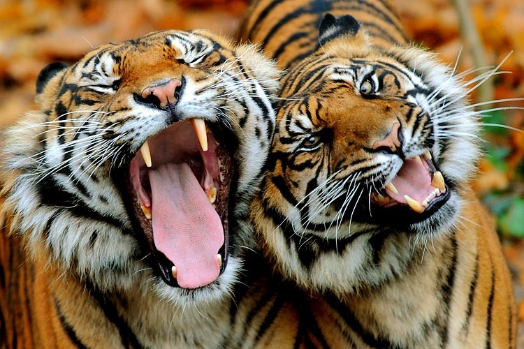 Зевающие звери