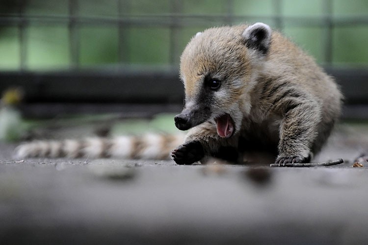 Зевающие звери