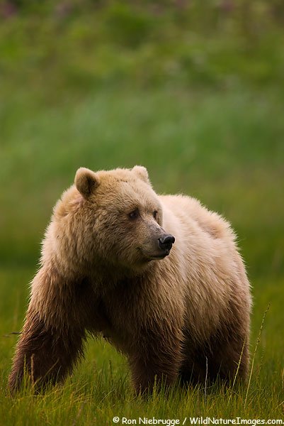 Медведи Аляски (58 фото)