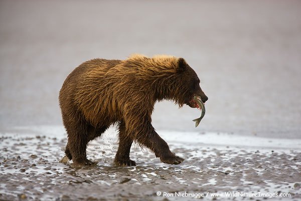 Медведи Аляски (58 фото)