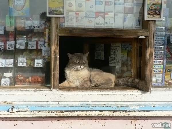 Коты - продавцы
